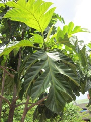 Artocarpus blancoi