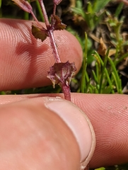 Erythranthe arvensis