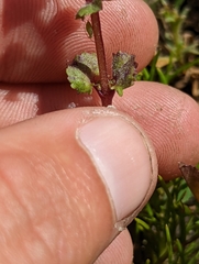 Erythranthe arvensis