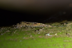 Nesomachilis