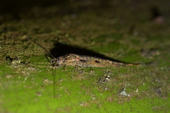 Nesomachilis