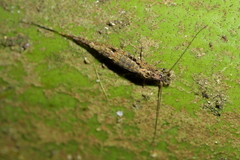Nesomachilis