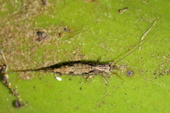 Nesomachilis