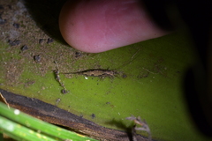 Nesomachilis