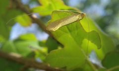 Nematopogon swammerdamella