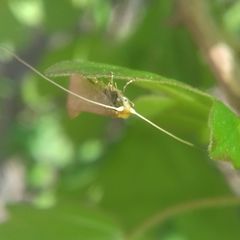 Nematopogon swammerdamella
