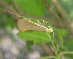 Nematopogon swammerdamella