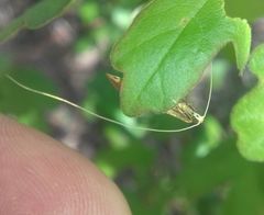 Nematopogon swammerdamella