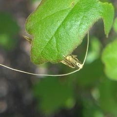 Nematopogon swammerdamella