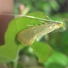 Nematopogon swammerdamella