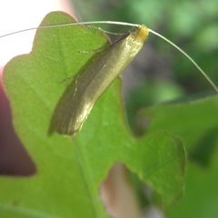 Nematopogon swammerdamella