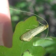 Nematopogon swammerdamella