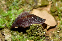 Australopacifica spectabilis