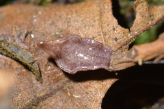 Australopacifica spectabilis