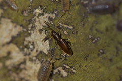 Cryptamorpha brevicornis