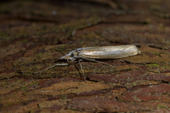 Orocrambus vittellus