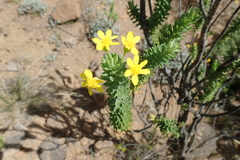 Euryops tysonii