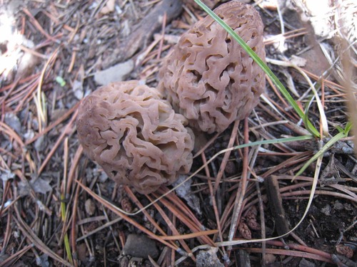 iNaturalist observation photo of true morels