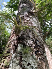 Tillandsia variabilis