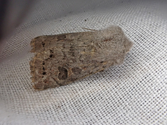 Orthosia populeti