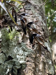 Tillandsia variabilis