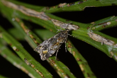 Eudonia minualis