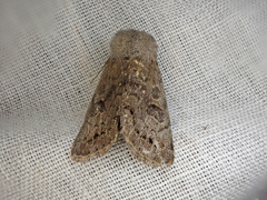 Orthosia populeti