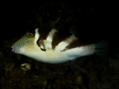Canthigaster coronata