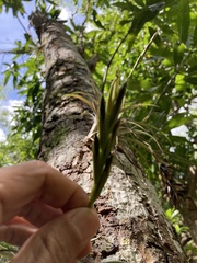 Tillandsia variabilis