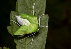 Tanaoctenia haliaria