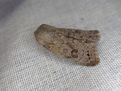 Orthosia populeti