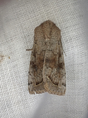 Orthosia incerta