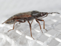 Tetraphleps furvus