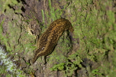Australopacifica jacksoniana
