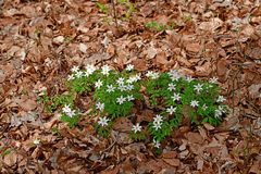 Anemonoides nemorosa