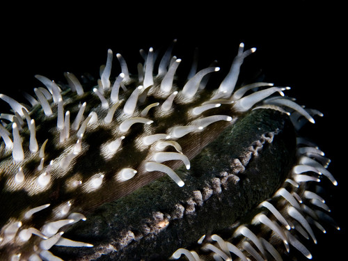 Tiger Cowry