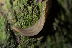 Australopacifica jacksoniana