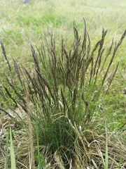 Festuca pseudovina