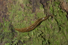 Australopacifica jacksoniana