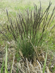 Festuca pseudovina