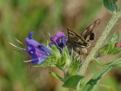 Heliothis maritima