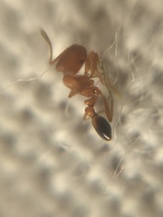 Monomorium sahlbergi