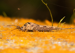 Nesomachilis