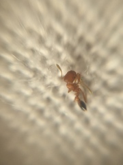 Monomorium sahlbergi