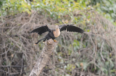 Anhinga anhinga anhinga