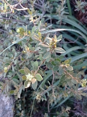 Croton montevidensis