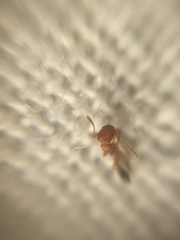 Monomorium sahlbergi