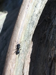 Camponotus laevissimus