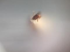 Monomorium sahlbergi