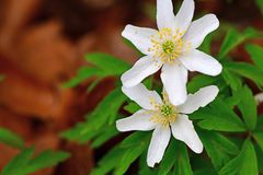 Anemonoides nemorosa